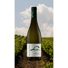 Barbazul blanco 2024