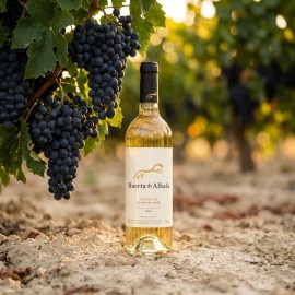 Taberner Blanc de Noir 2024