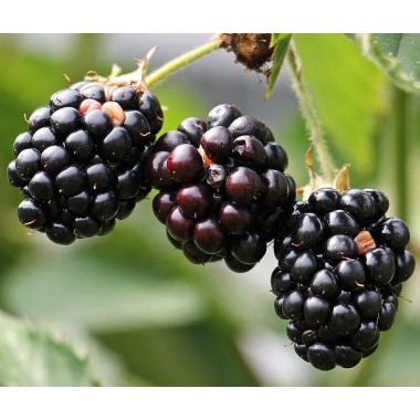 Mermelada ecológica de Moras Conservas Contigo
